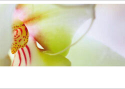 Orchidee