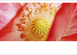 Blütenstempel