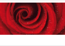 Rote Rose
